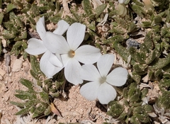 Phlox pulvinata