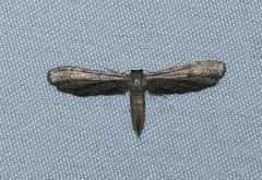 Protoproutia laredoata