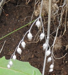 Petrosedum amplexicaule