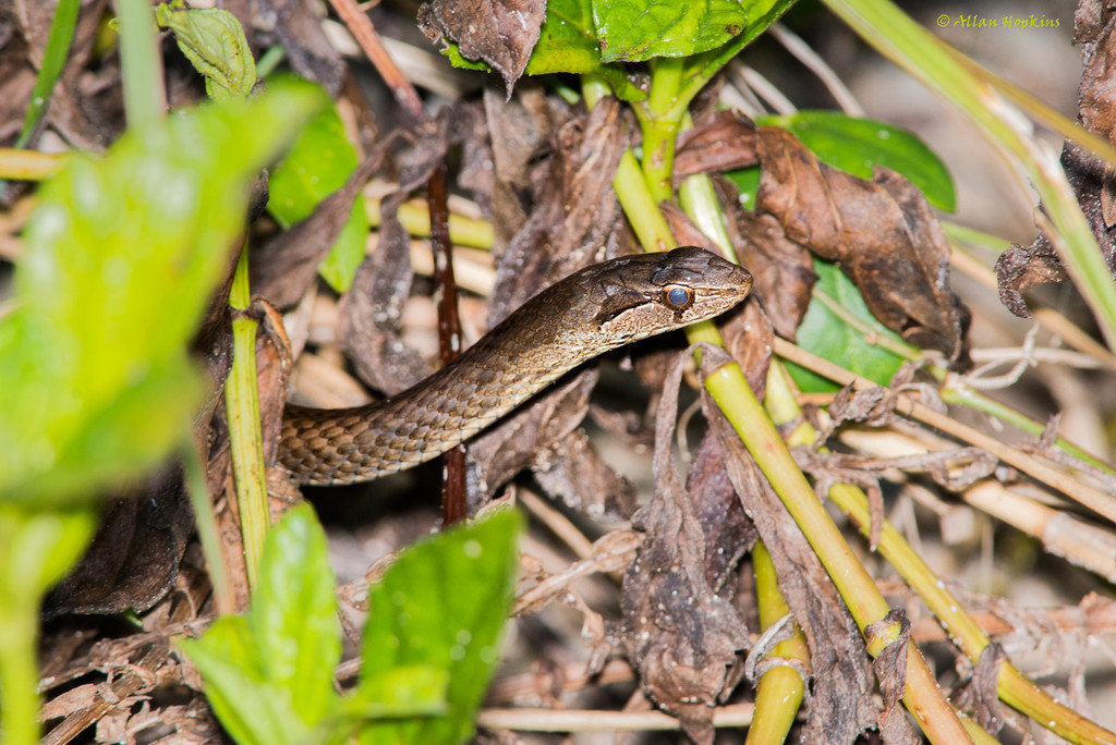 Antillean Racers