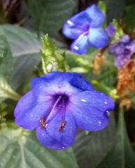 Eranthemum