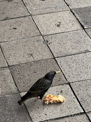 Sturnus vulgaris