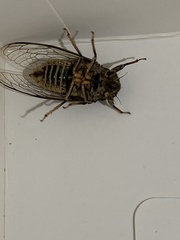Tibicinina