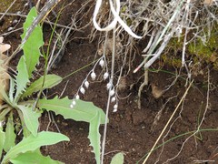 Petrosedum amplexicaule