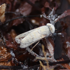 Stenotabanus psammophilus