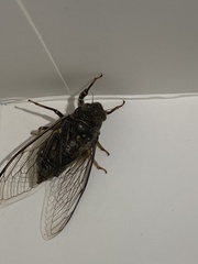 Tibicinina
