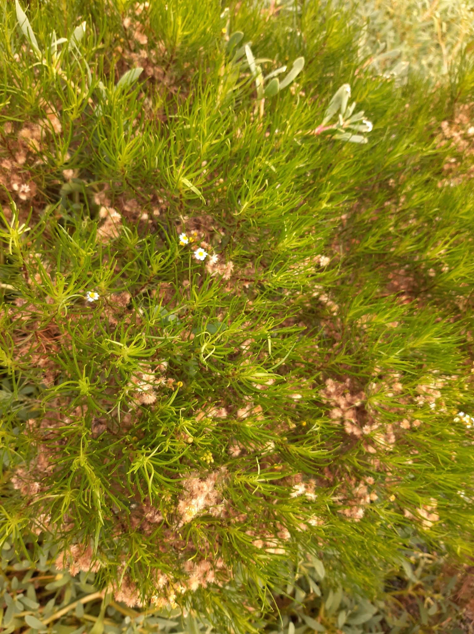 Erigeron tenuifolius image