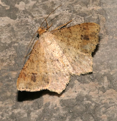 Psamatodes abydata