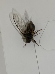 Tibicinina