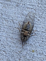 Tibicinina