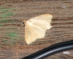 Psamatodes atrimacularia