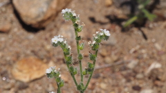 Cryptantha muricata jonesii