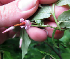 Vaccinium erythrocarpum