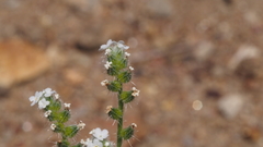 Cryptantha muricata jonesii