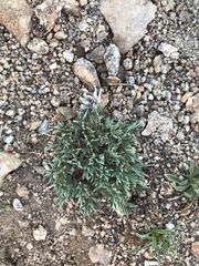 Trifolium dasyphyllum