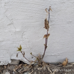 Acer negundo