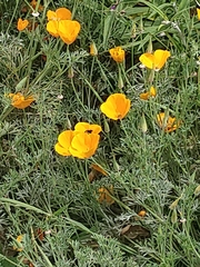 Bombus vosnesenskii