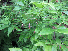 Vaccinium erythrocarpum