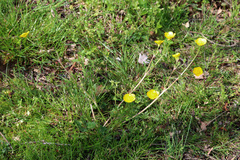 Ranunculus multifidus