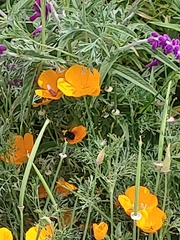 Bombus vosnesenskii