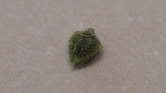 Cryptantha muricata jonesii