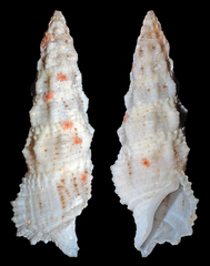 Cerithium columna