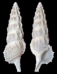 Cerithium columna