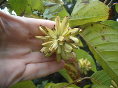 Camptotheca acuminata