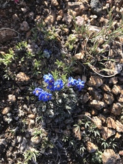 Eritrichium argenteum