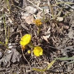 Tussilago farfara