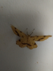 Xanthotype urticaria