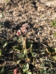 Micranthes rhomboidea