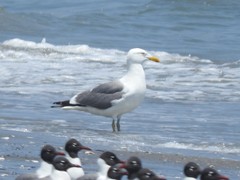 Larus argentatus × dominicanus