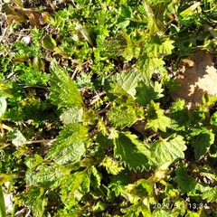 Urtica dioica