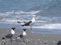 Larus argentatus × dominicanus