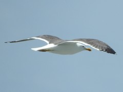 Larus argentatus × dominicanus