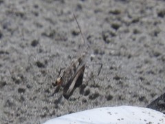 Trimerotropis maritima