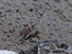 Trimerotropis maritima