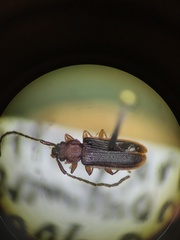 Uleiota dubia