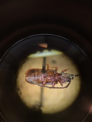 Uleiota dubia