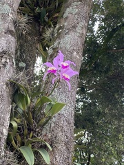 Cattleya