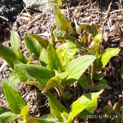 Campanula rapunculoides