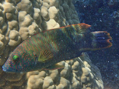 Cheilinus trilobatus