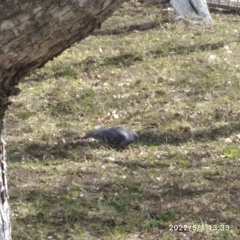 Columba livia domestica