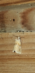 Plusiodonta
