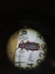 Uleiota dubia