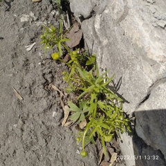 Ranunculus auricomus
