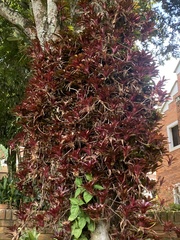 Graptophyllum pictum