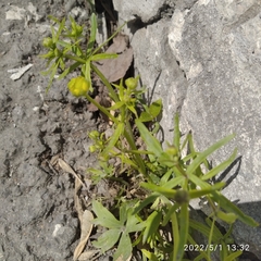 Ranunculus auricomus