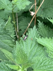 Macrophya albicincta